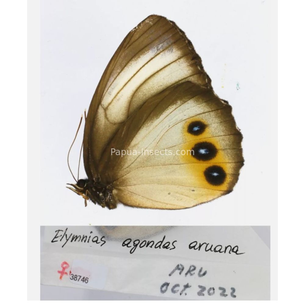 Different sp. of Elymnias - Nymphalidae from different islads of Indonesia