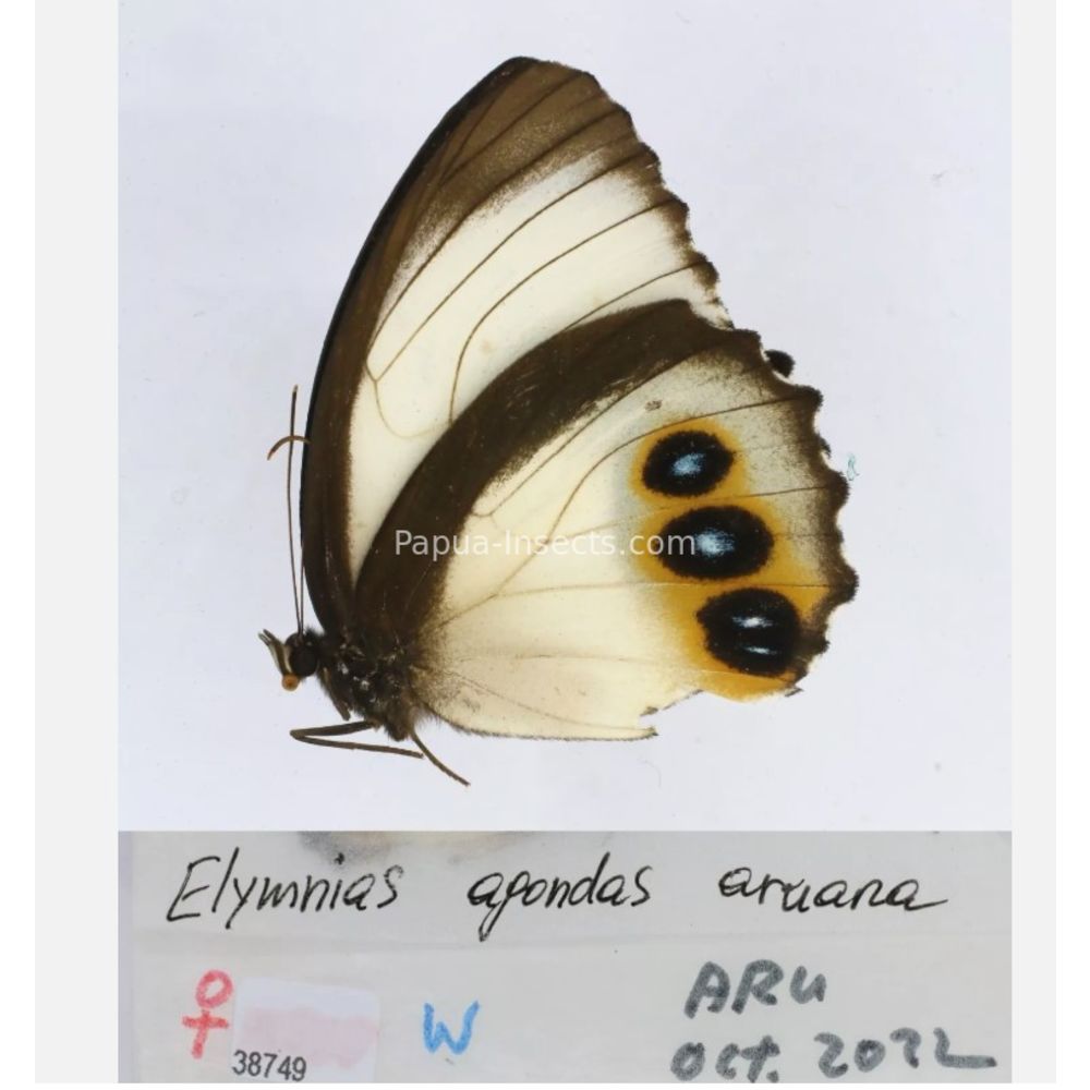 Different sp. of Elymnias - Nymphalidae from different islads of Indonesia