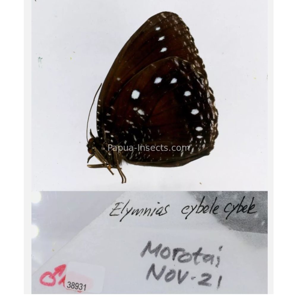 Different sp. of Elymnias - Nymphalidae from different islads of Indonesia