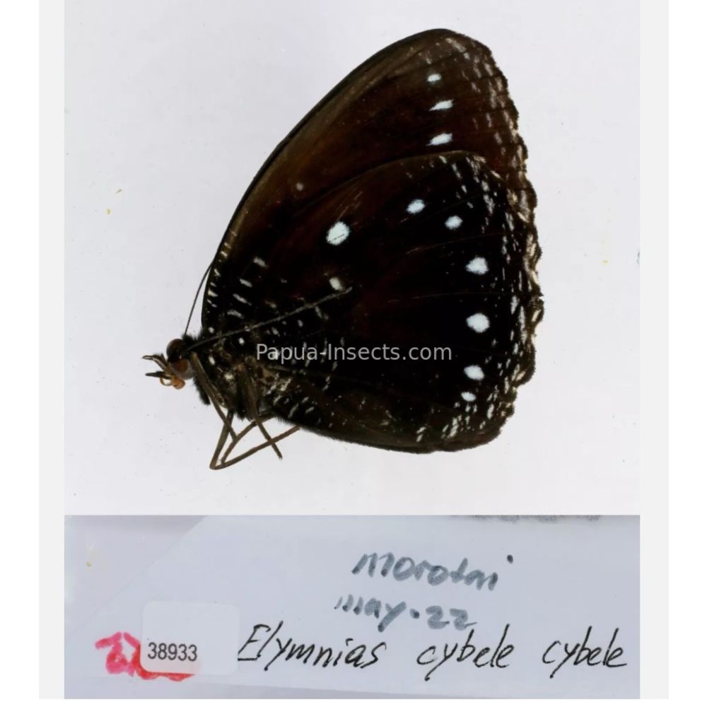 Different sp. of Elymnias - Nymphalidae from different islads of Indonesia