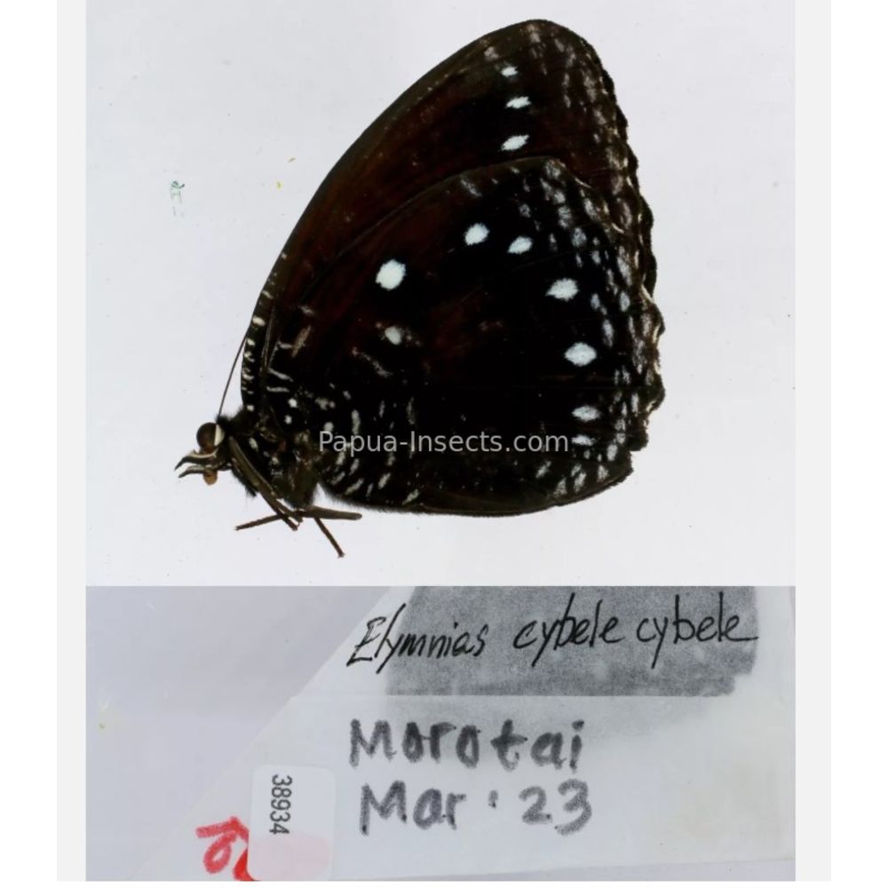 Different sp. of Elymnias - Nymphalidae from different islads of Indonesia