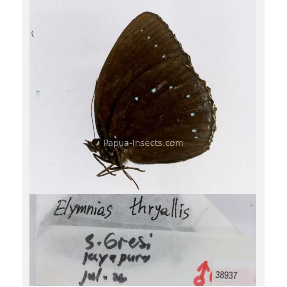 Different sp. of Elymnias - Nymphalidae from different islads of Indonesia