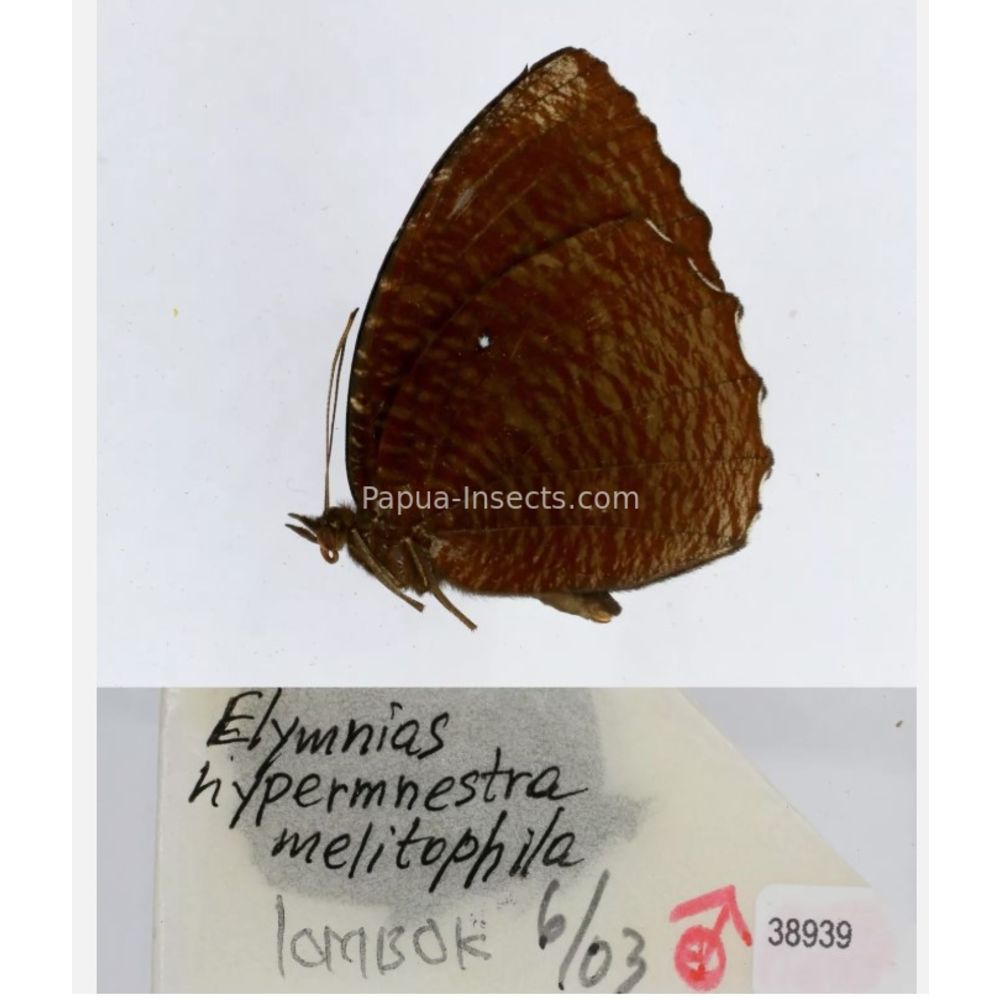 Different sp. of Elymnias - Nymphalidae from different islads of Indonesia