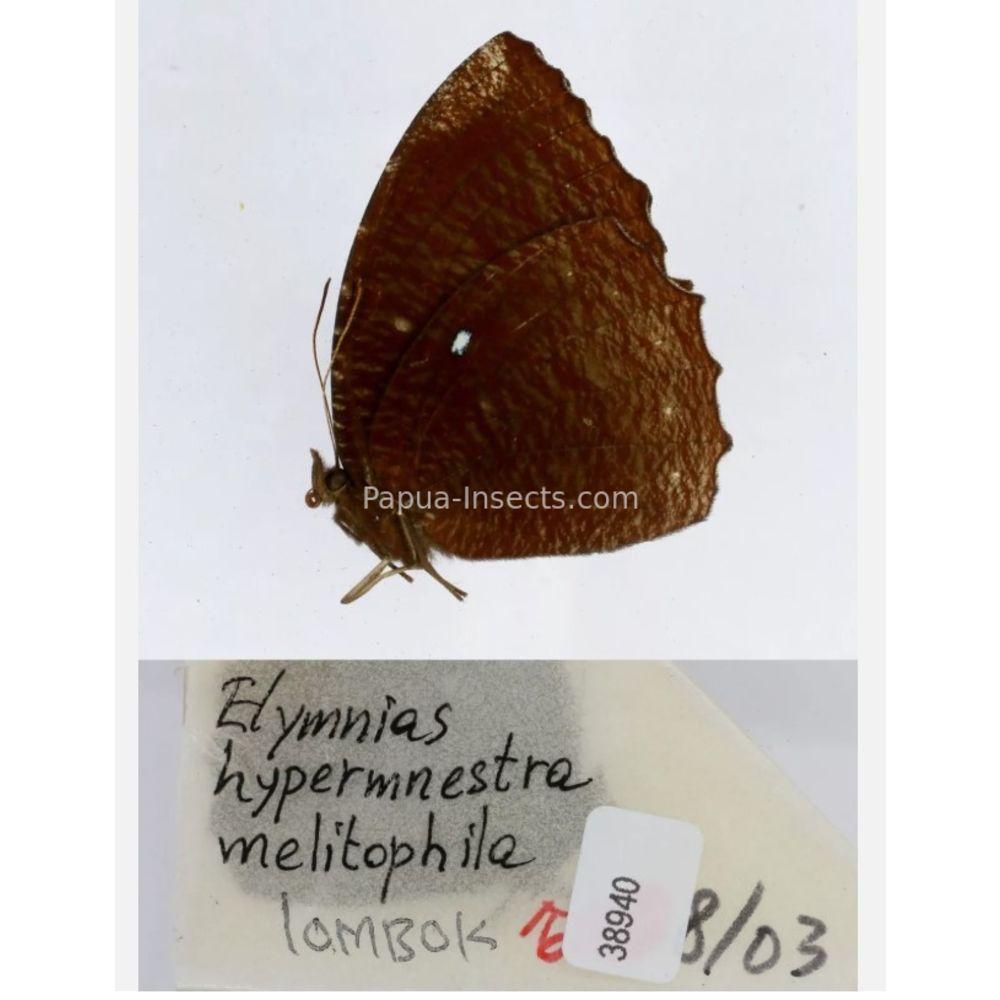 Different sp. of Elymnias - Nymphalidae from different islads of Indonesia