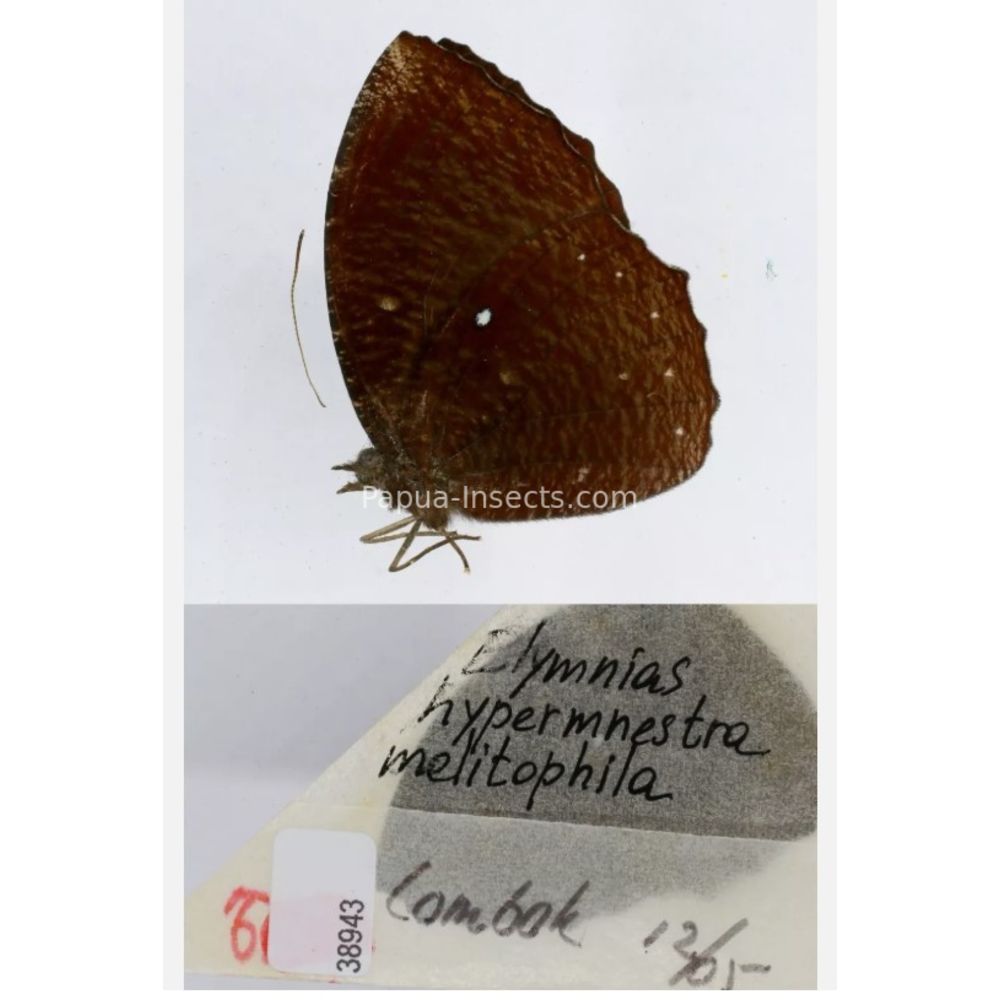 Different sp. of Elymnias - Nymphalidae from different islads of Indonesia