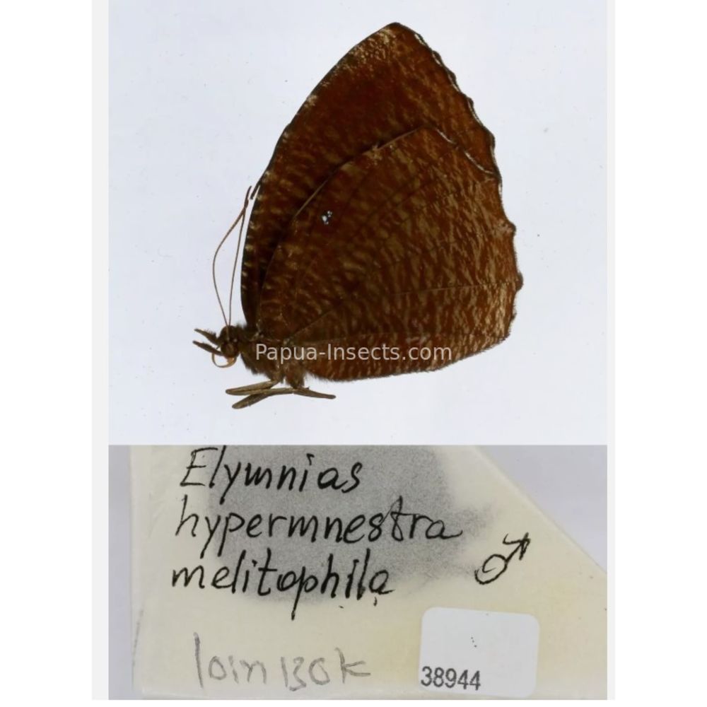 Different sp. of Elymnias - Nymphalidae from different islads of Indonesia