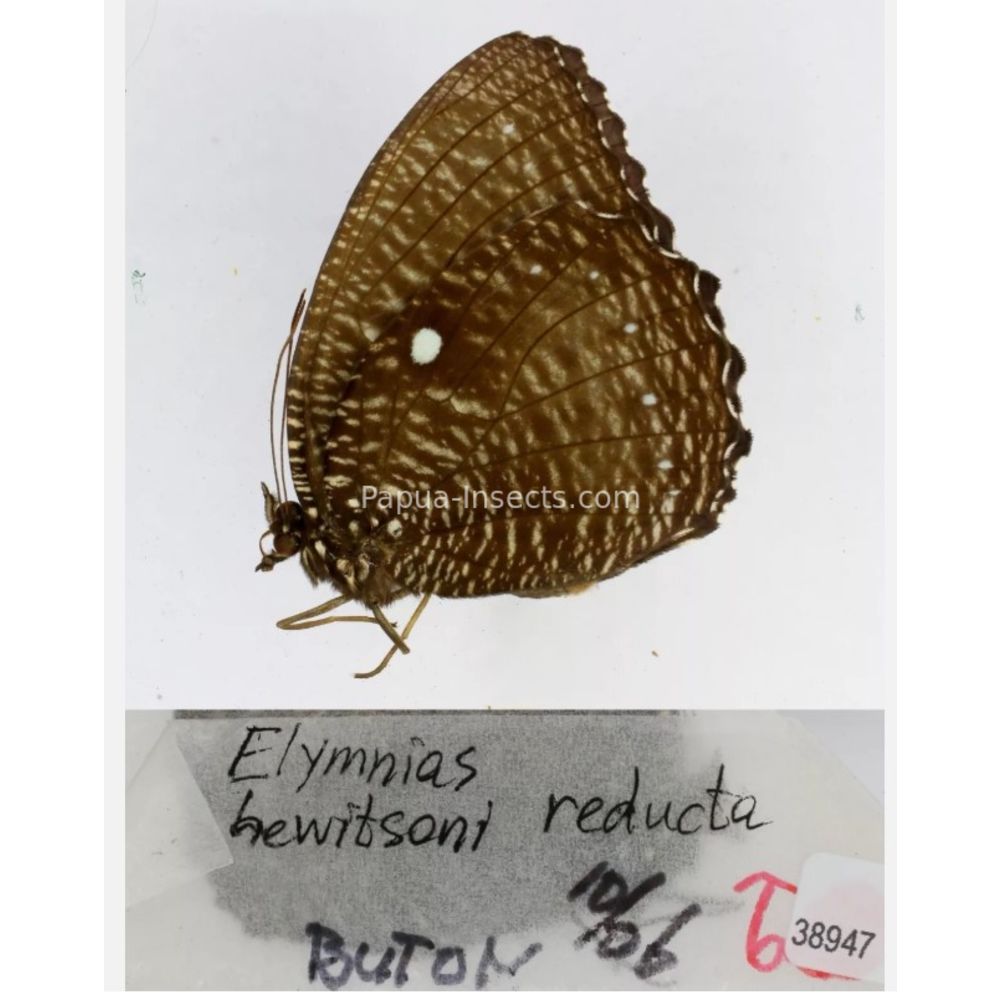 Different sp. of Elymnias - Nymphalidae from different islads of Indonesia