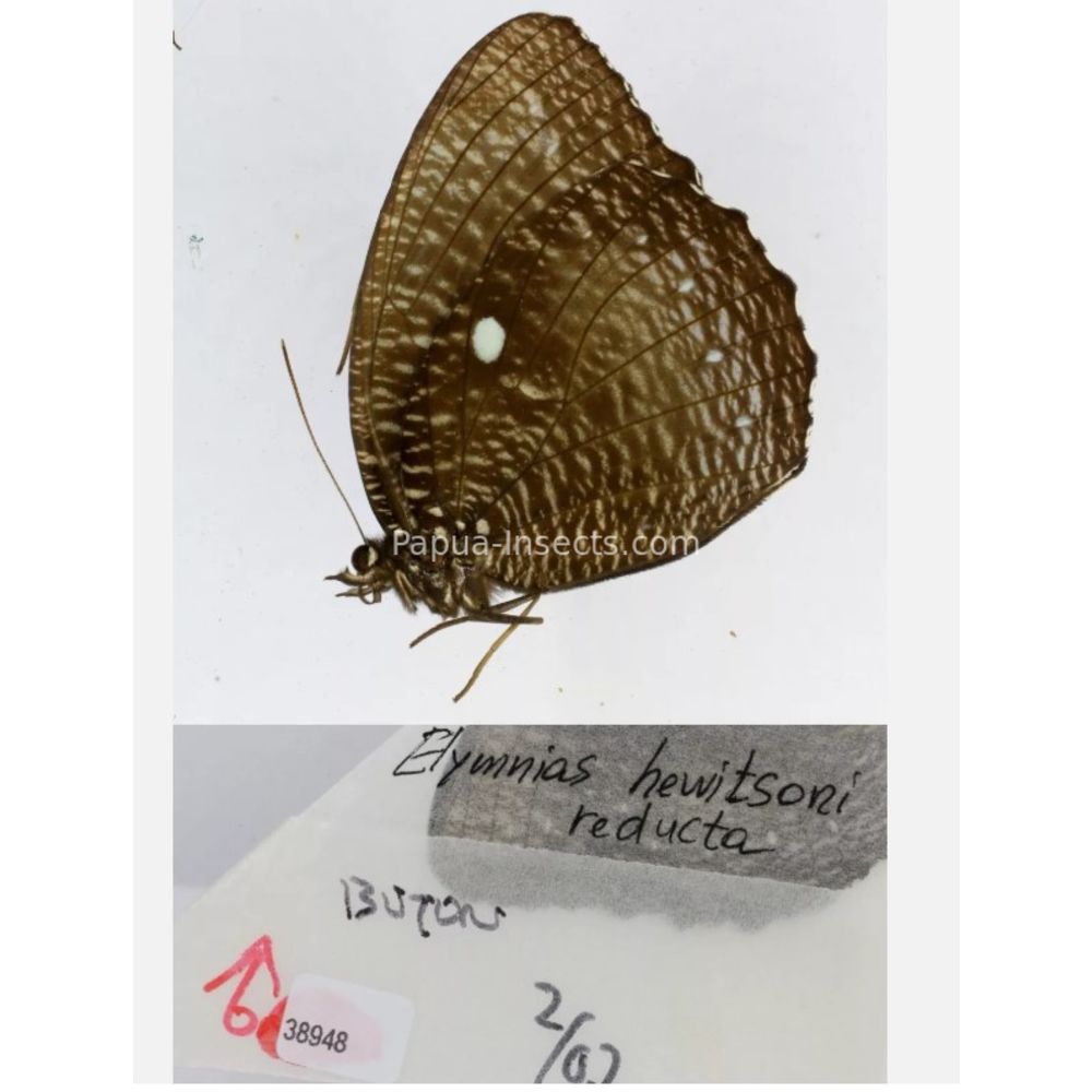 Different sp. of Elymnias - Nymphalidae from different islads of Indonesia