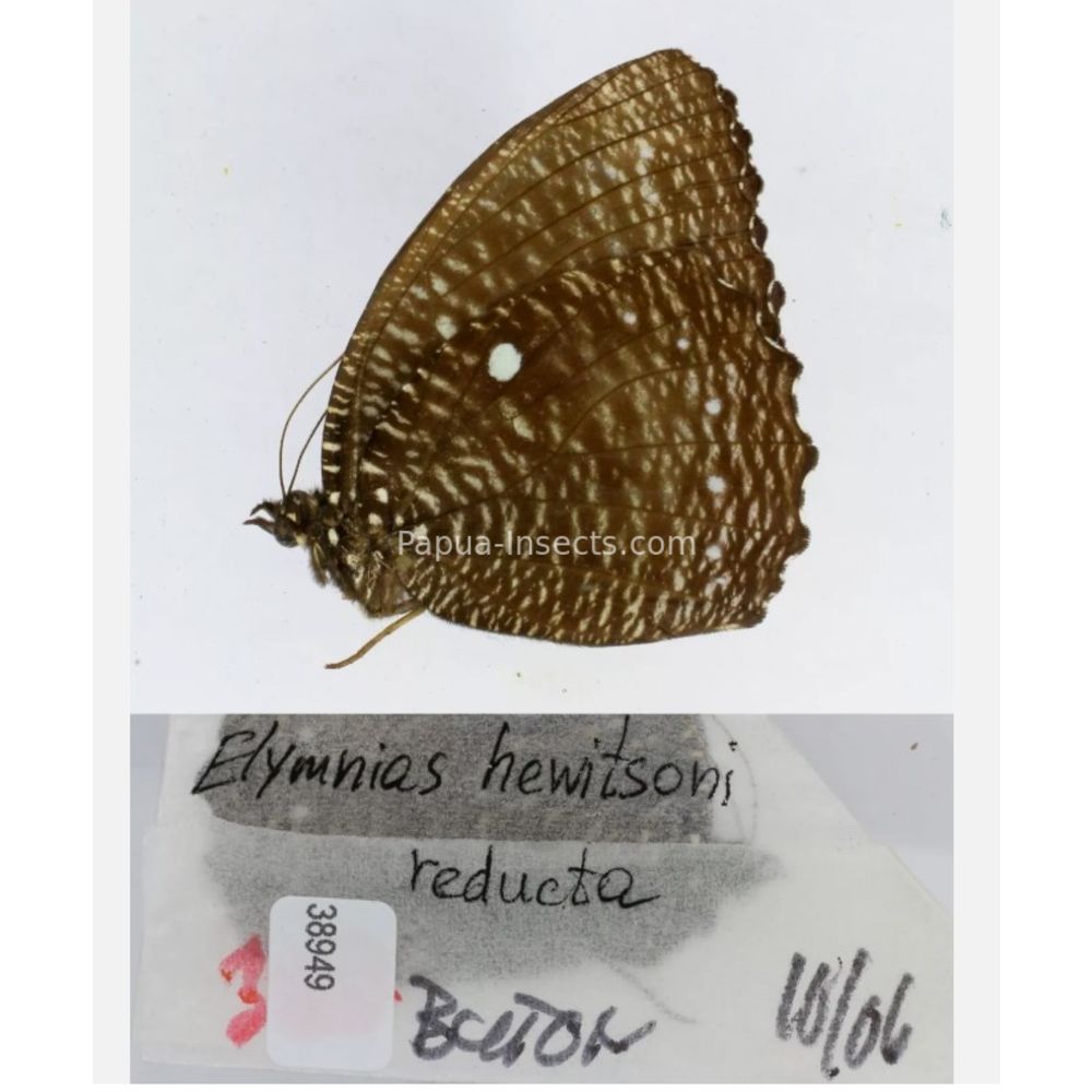 Different sp. of Elymnias - Nymphalidae from different islads of Indonesia