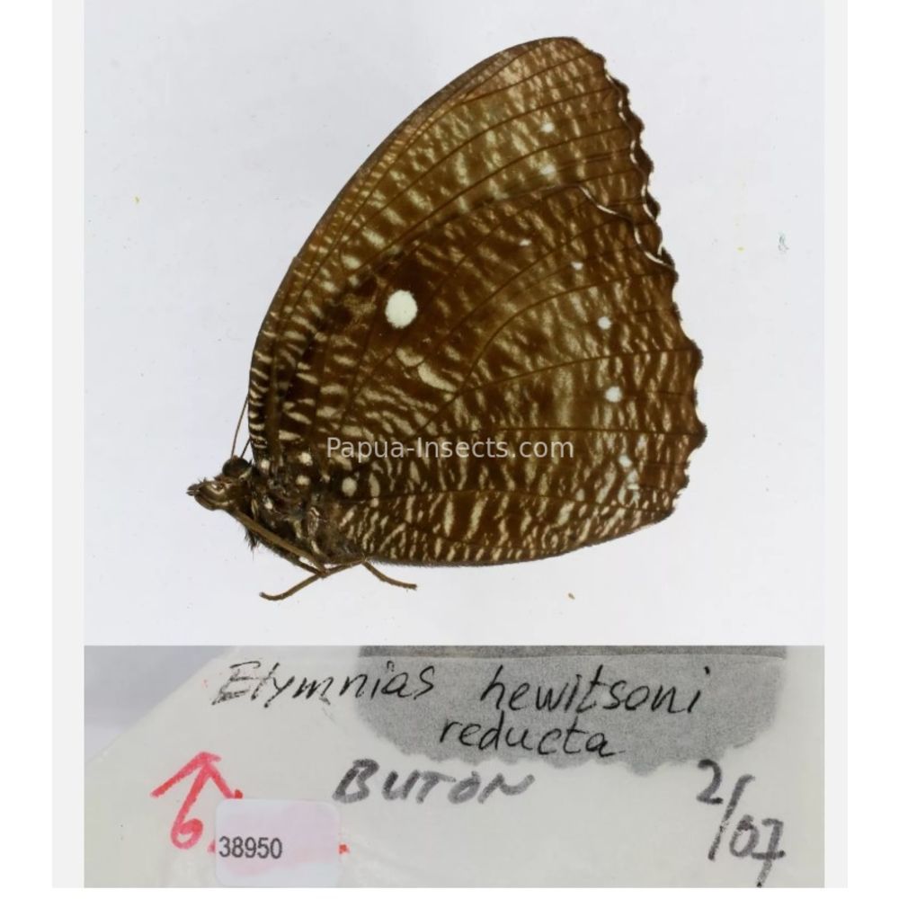 Different sp. of Elymnias - Nymphalidae from different islads of Indonesia