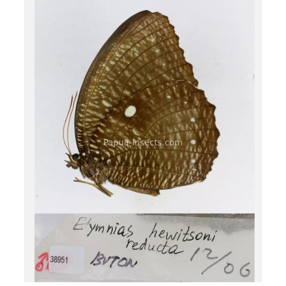 Different sp. of Elymnias - Nymphalidae from different islads of Indonesia