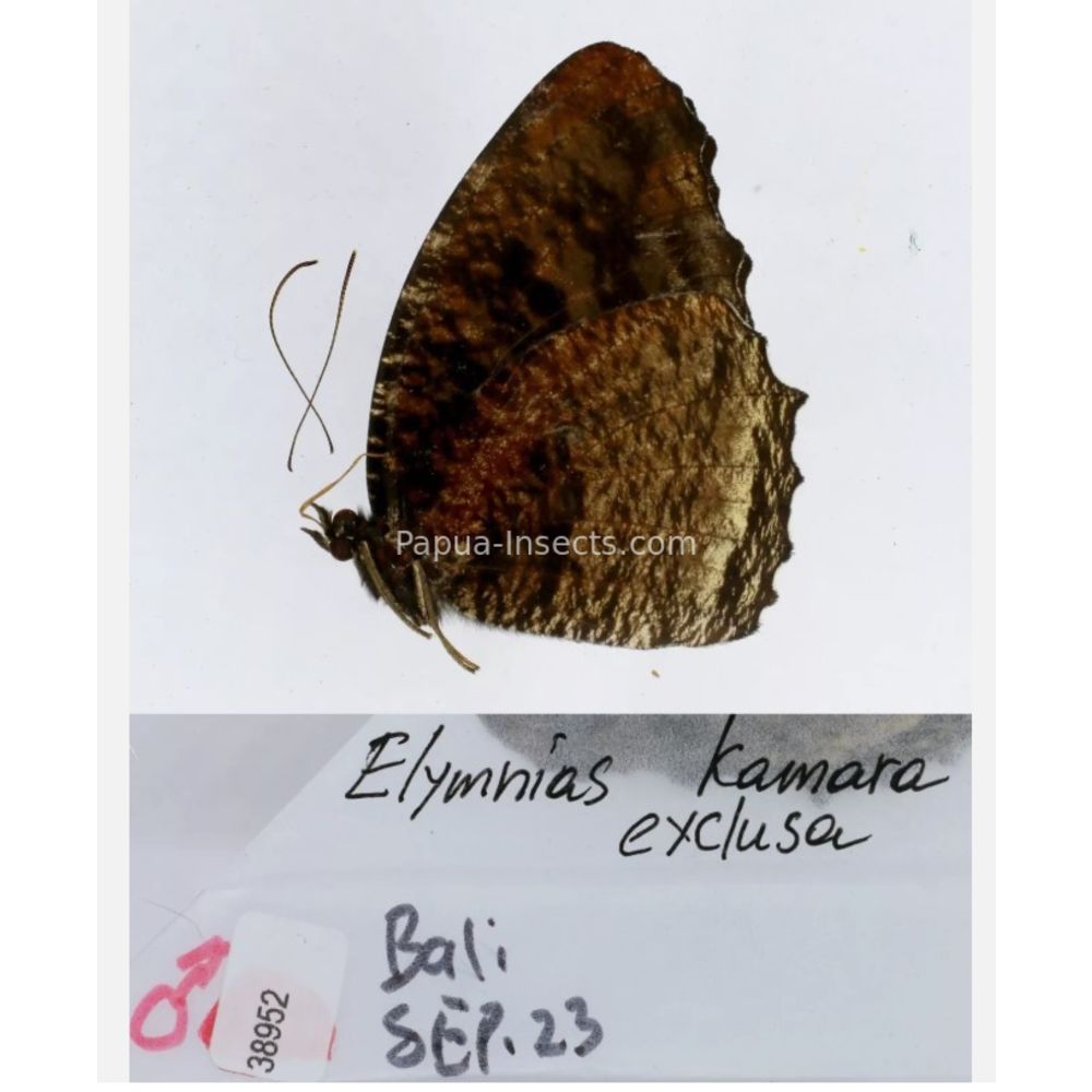 Different sp. of Elymnias - Nymphalidae from different islads of Indonesia