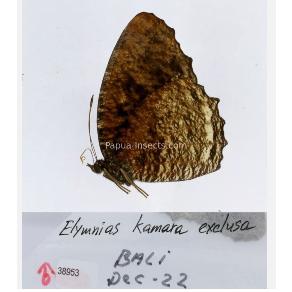 Different sp. of Elymnias - Nymphalidae from different islads of Indonesia