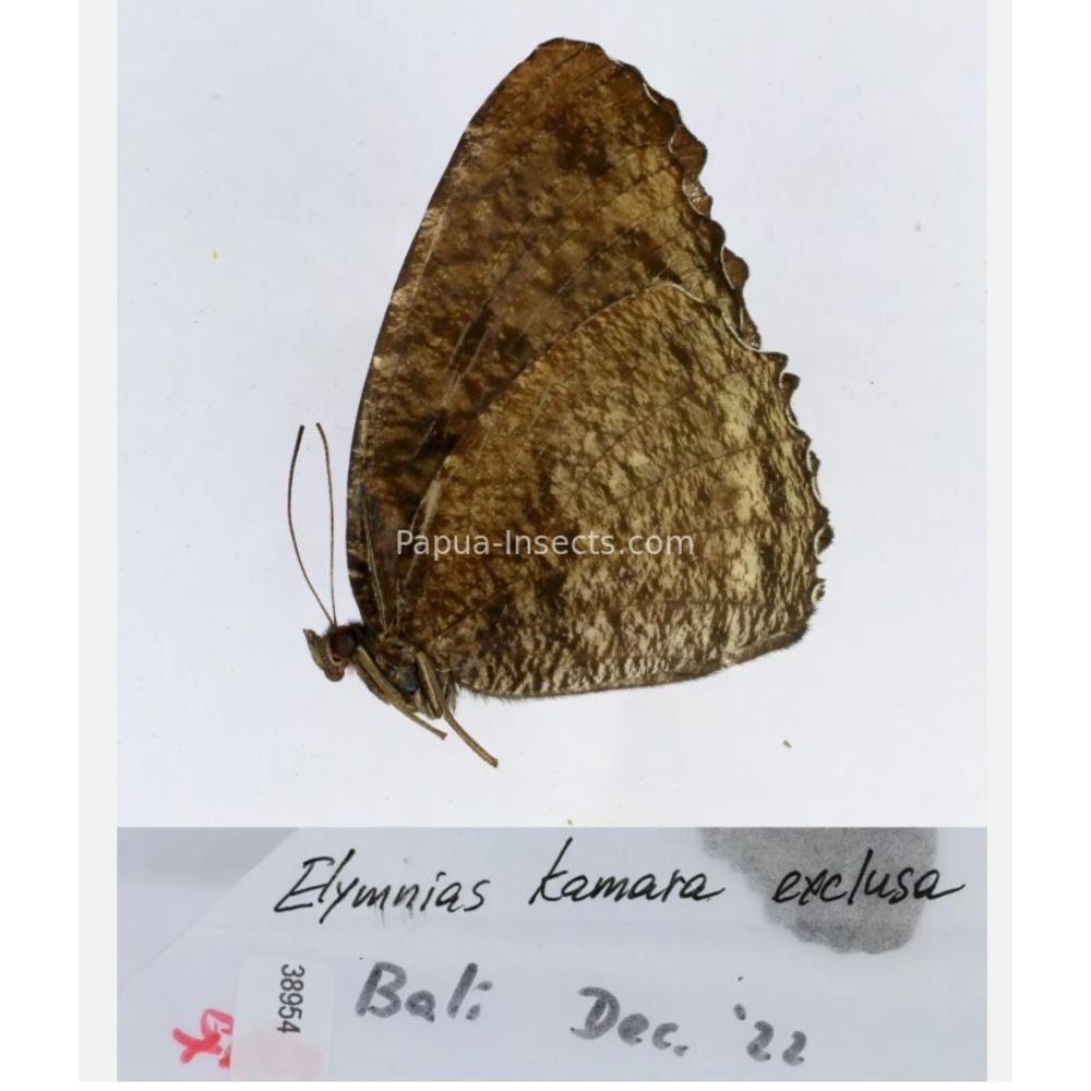 Different sp. of Elymnias - Nymphalidae from different islads of Indonesia