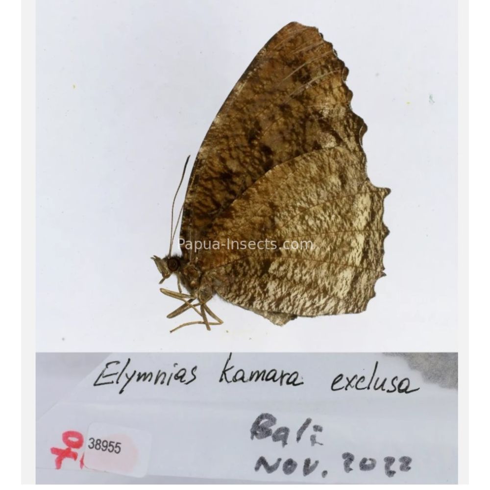 Different sp. of Elymnias - Nymphalidae from different islads of Indonesia