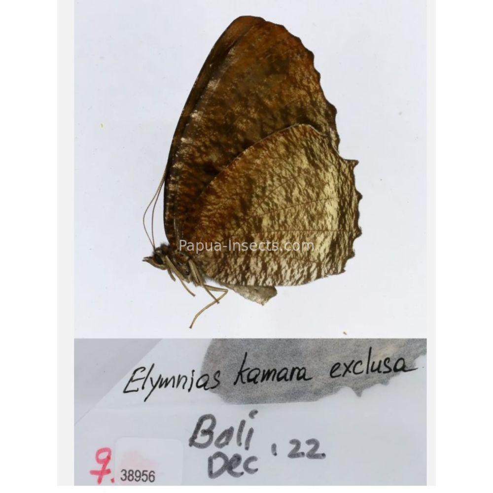 Different sp. of Elymnias - Nymphalidae from different islads of Indonesia