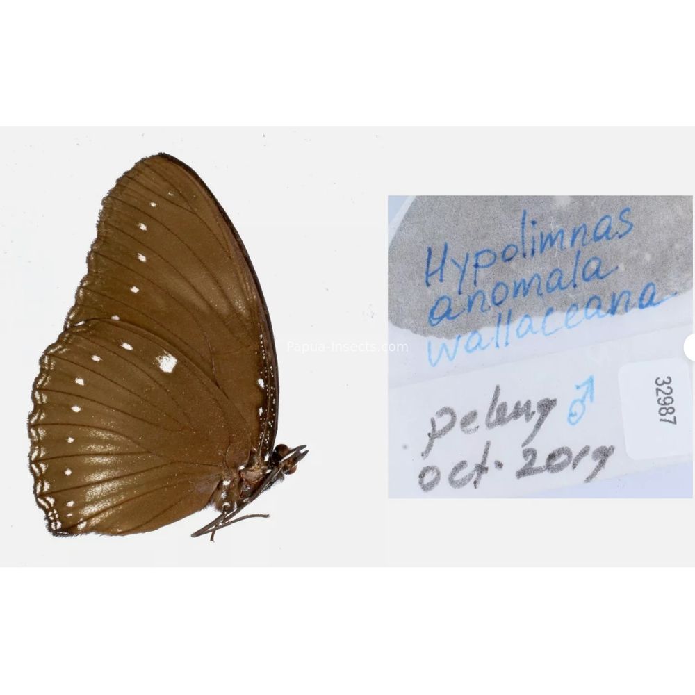 Different sp. of Hypolimnas - Nymphalidae from different islads of Indonesia