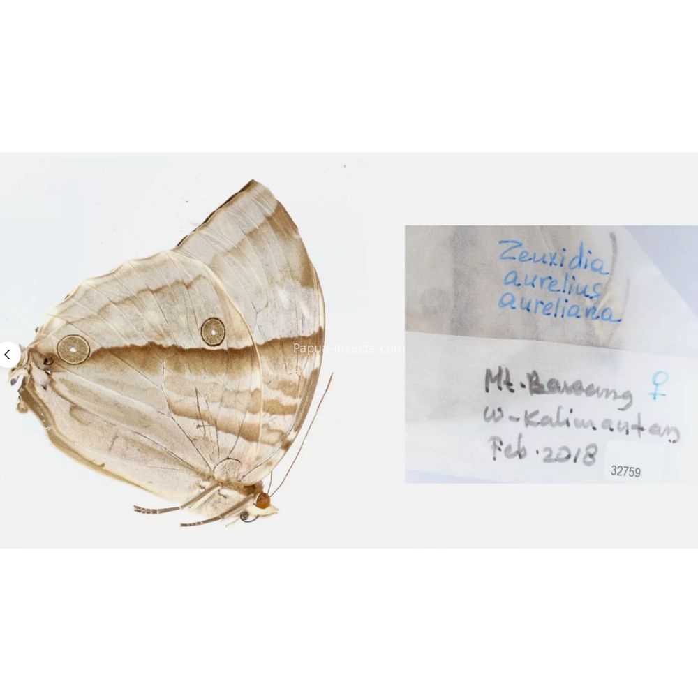 Zeuxidia Morphopsis Discophora - Nymphalidae from Indonesia