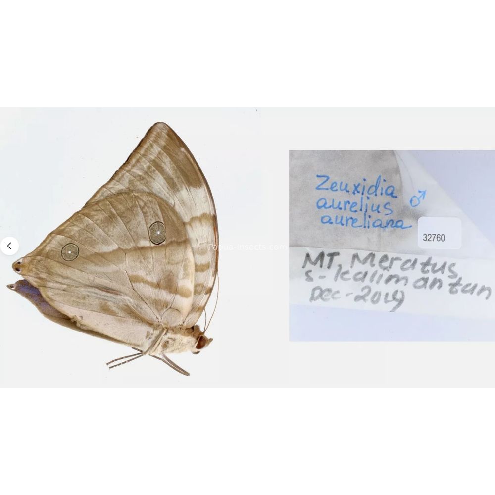 Zeuxidia Morphopsis Discophora - Nymphalidae from Indonesia