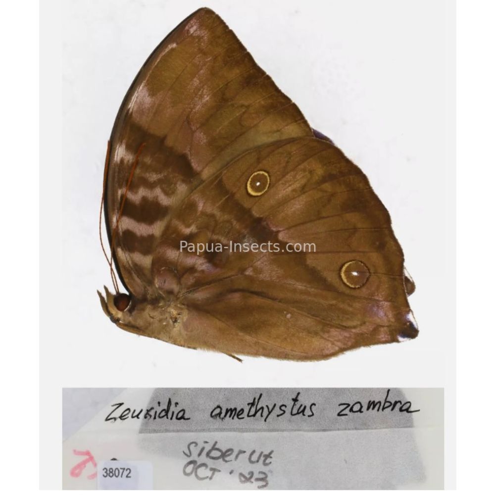 Zeuxidia Morphopsis Discophora - Nymphalidae from Indonesia