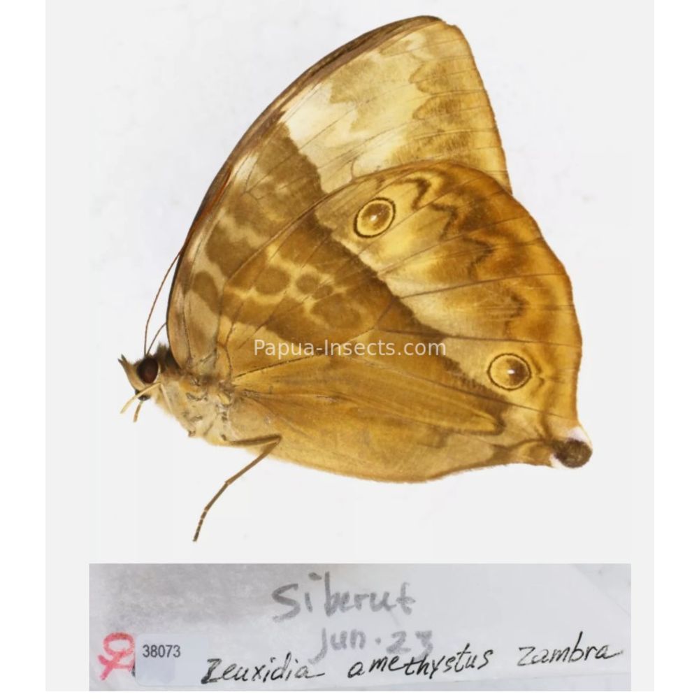 Zeuxidia Morphopsis Discophora - Nymphalidae from Indonesia