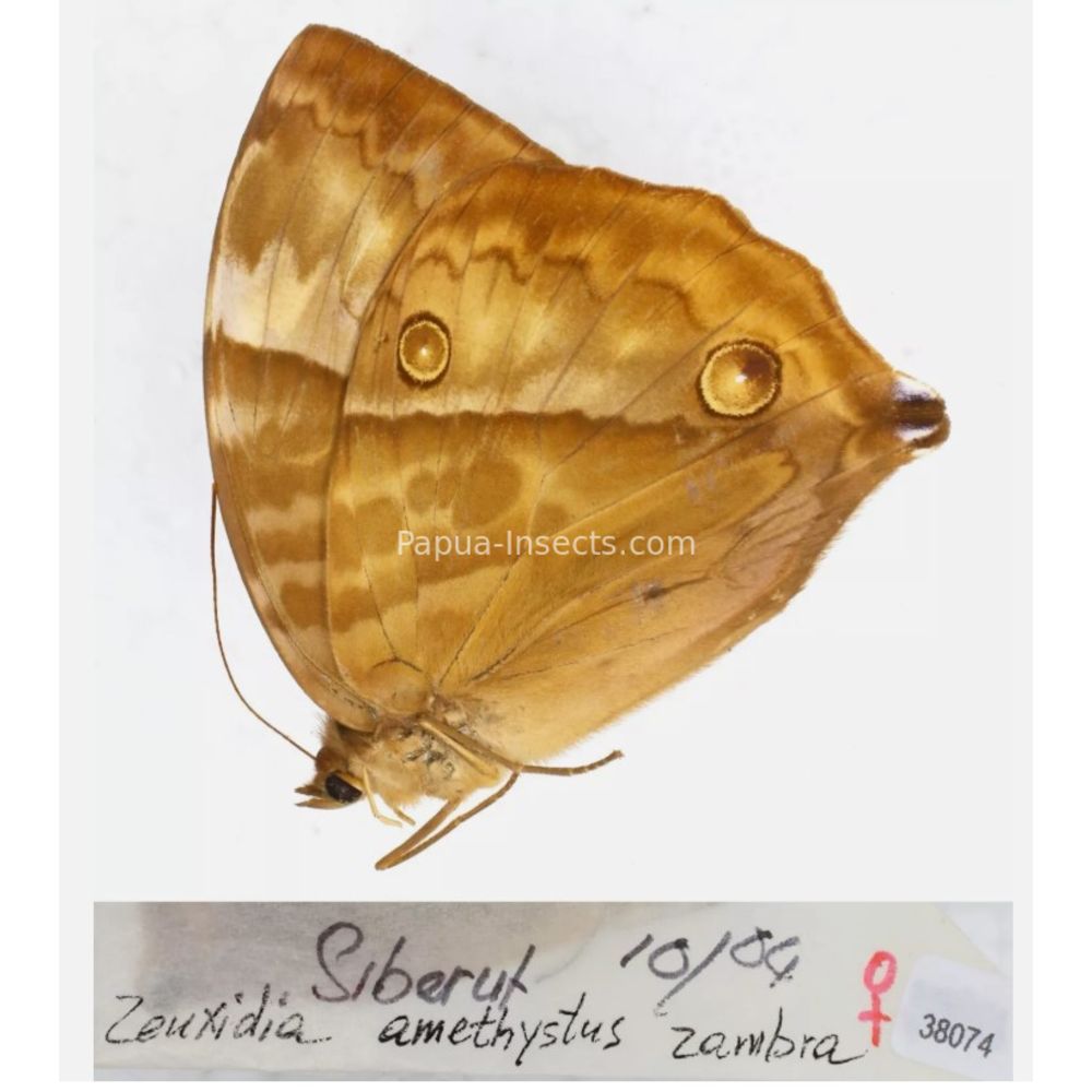 Zeuxidia Morphopsis Discophora - Nymphalidae from Indonesia