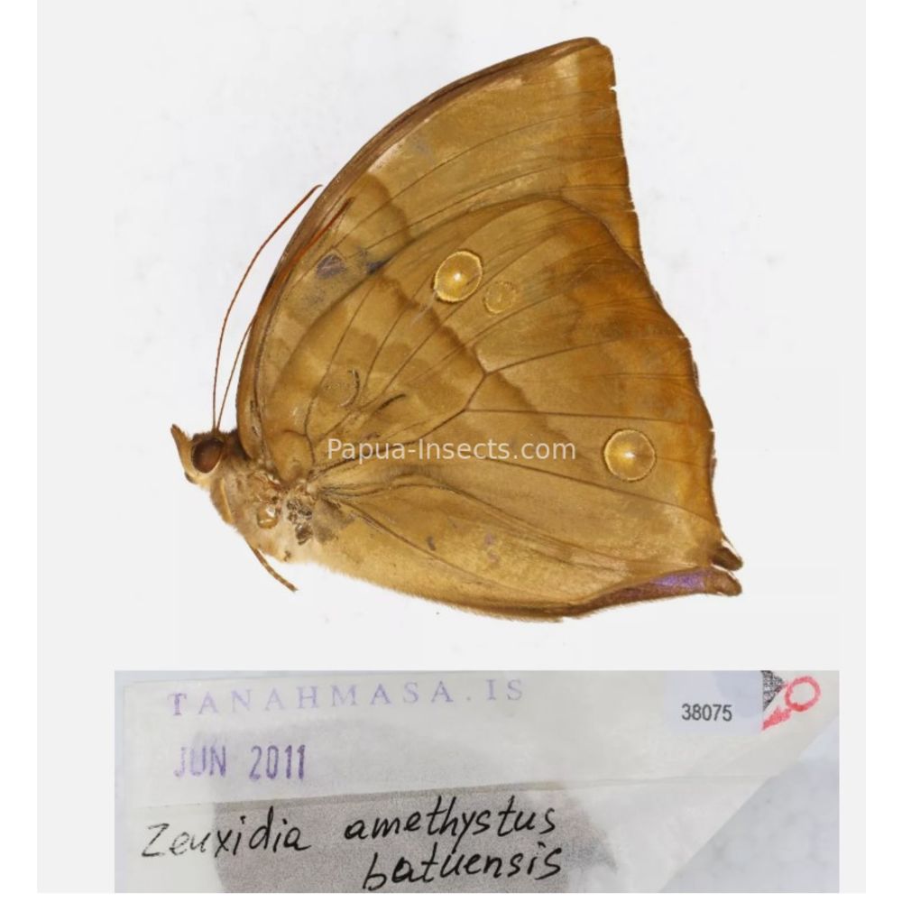 Zeuxidia Morphopsis Discophora - Nymphalidae from Indonesia