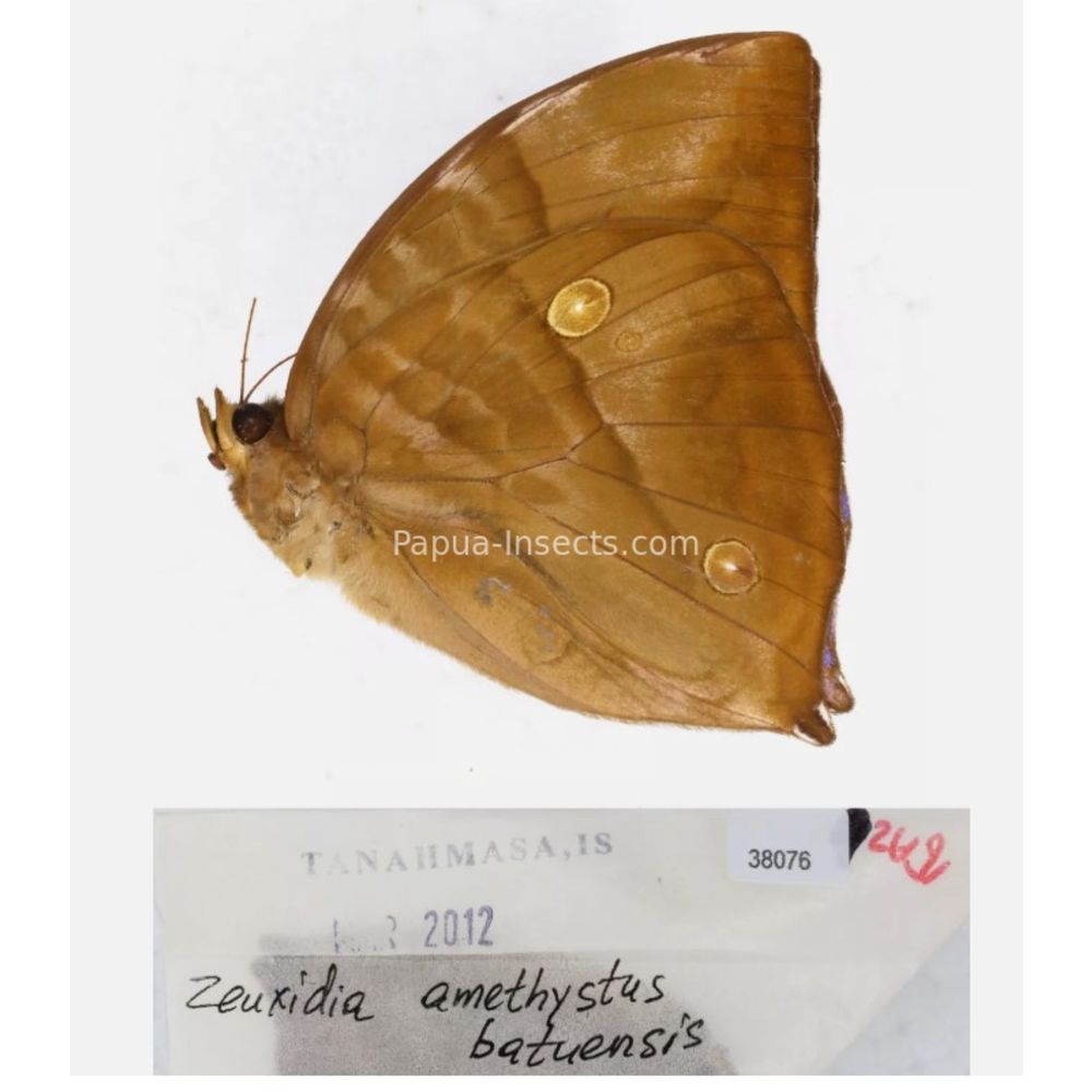 Zeuxidia Morphopsis Discophora - Nymphalidae from Indonesia