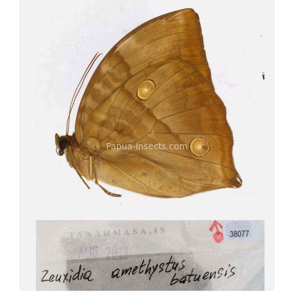 Zeuxidia Morphopsis Discophora - Nymphalidae from Indonesia