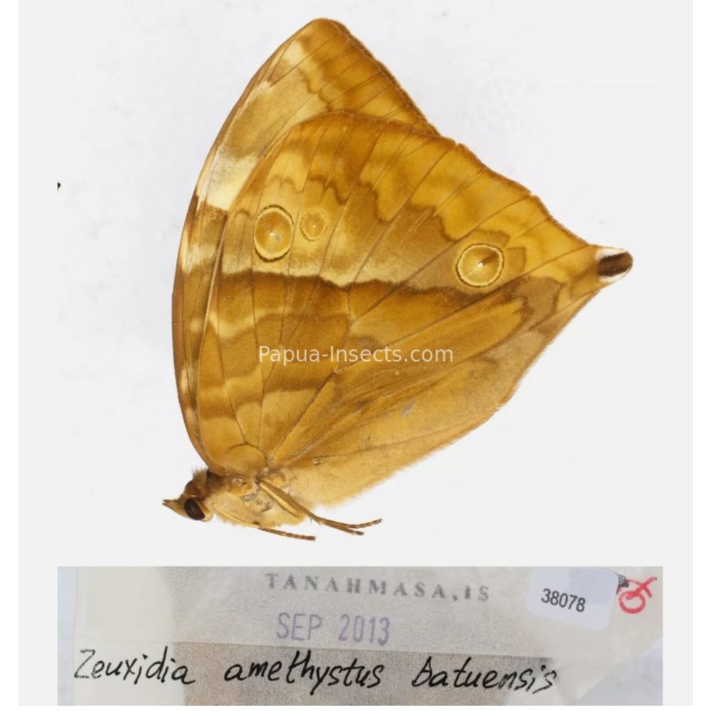 Zeuxidia Morphopsis Discophora - Nymphalidae from Indonesia