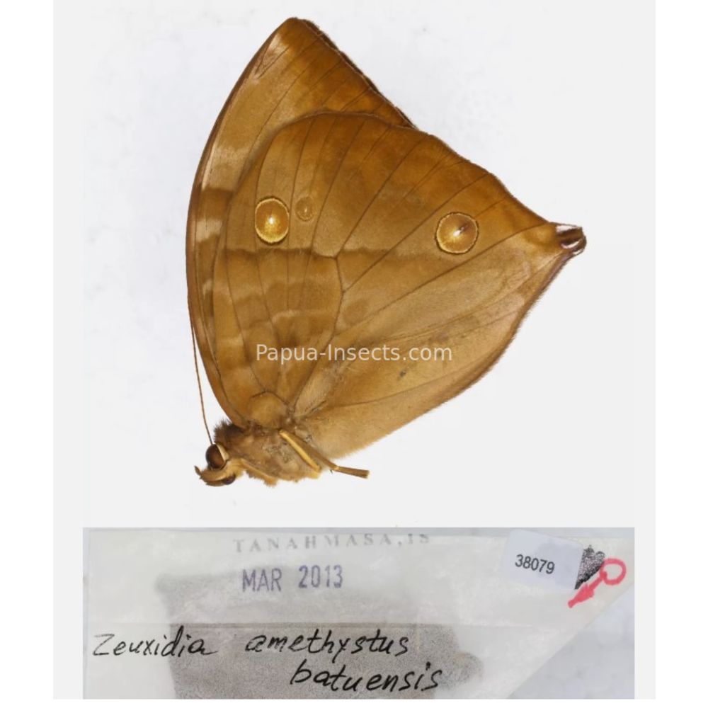 Zeuxidia Morphopsis Discophora - Nymphalidae from Indonesia