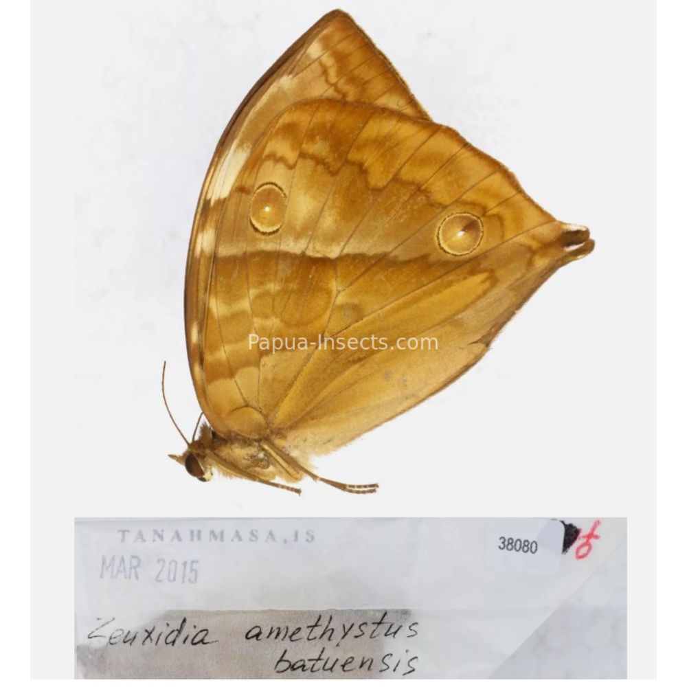 Zeuxidia Morphopsis Discophora - Nymphalidae from Indonesia