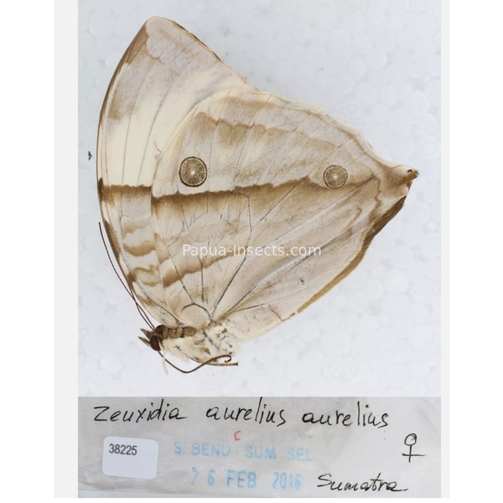 Zeuxidia Morphopsis Discophora - Nymphalidae from Indonesia