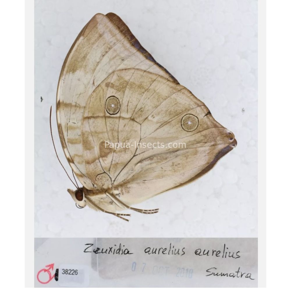 Zeuxidia Morphopsis Discophora - Nymphalidae from Indonesia