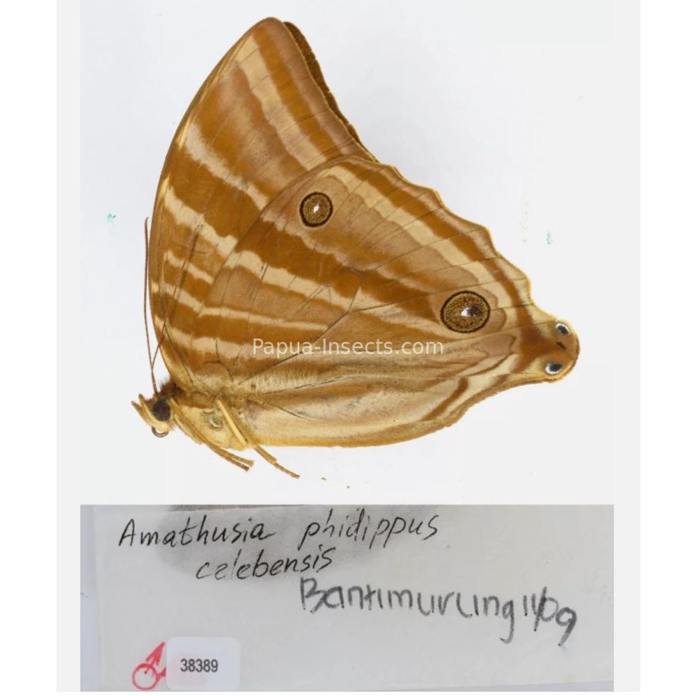 Amathuxidia - Nymphalidae from Indonesia