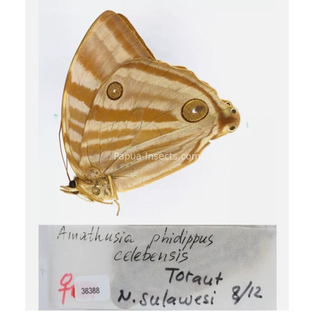 Amathuxidia - Nymphalidae from Indonesia