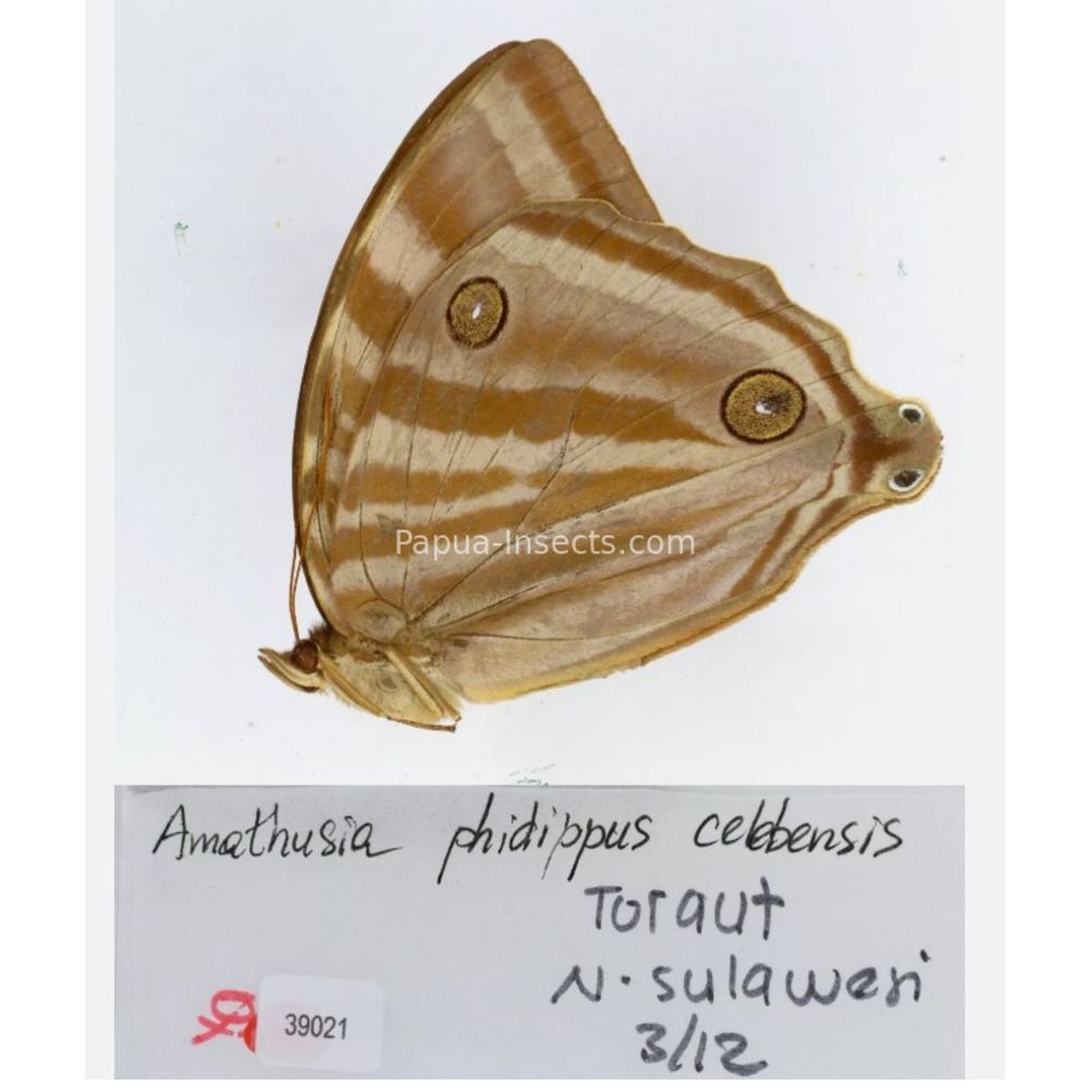 Amathuxidia - Nymphalidae from Indonesia