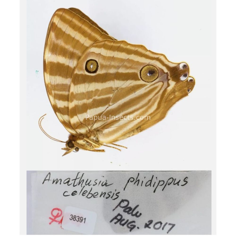 Amathuxidia - Nymphalidae from Indonesia