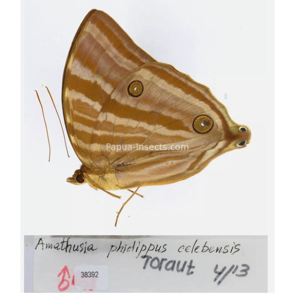 Amathuxidia - Nymphalidae from Indonesia