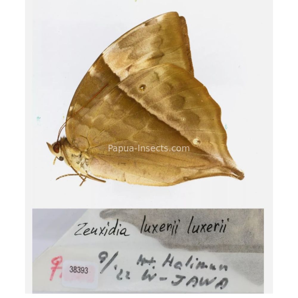 Zeuxidia Morphopsis Discophora - Nymphalidae from Indonesia