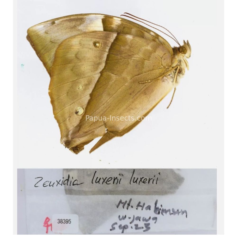 Zeuxidia Morphopsis Discophora - Nymphalidae from Indonesia