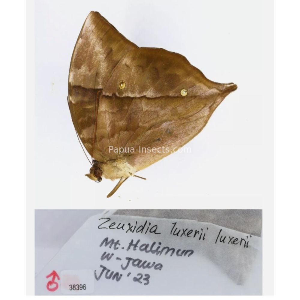 Zeuxidia Morphopsis Discophora - Nymphalidae from Indonesia