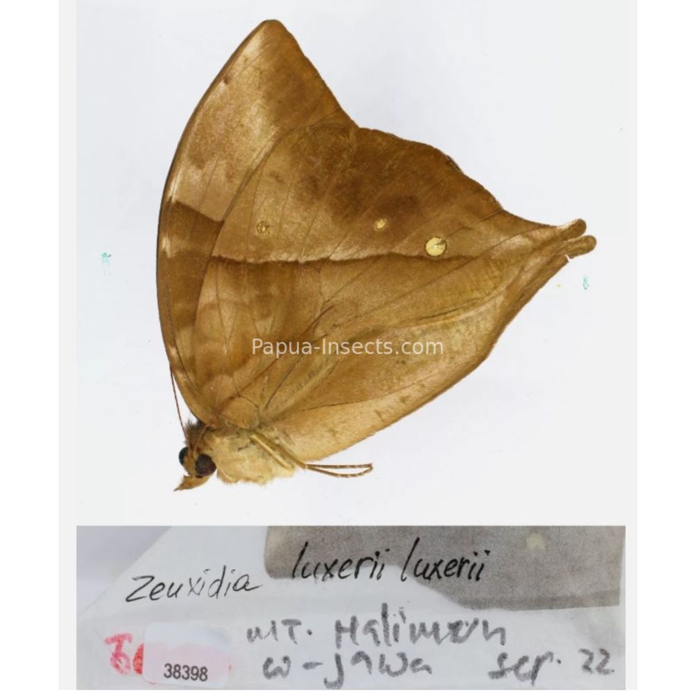 Zeuxidia Morphopsis Discophora - Nymphalidae from Indonesia