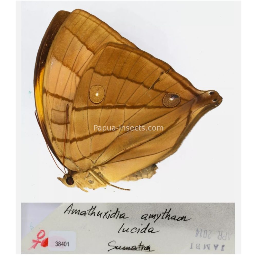 Amathuxidia - Nymphalidae from Indonesia