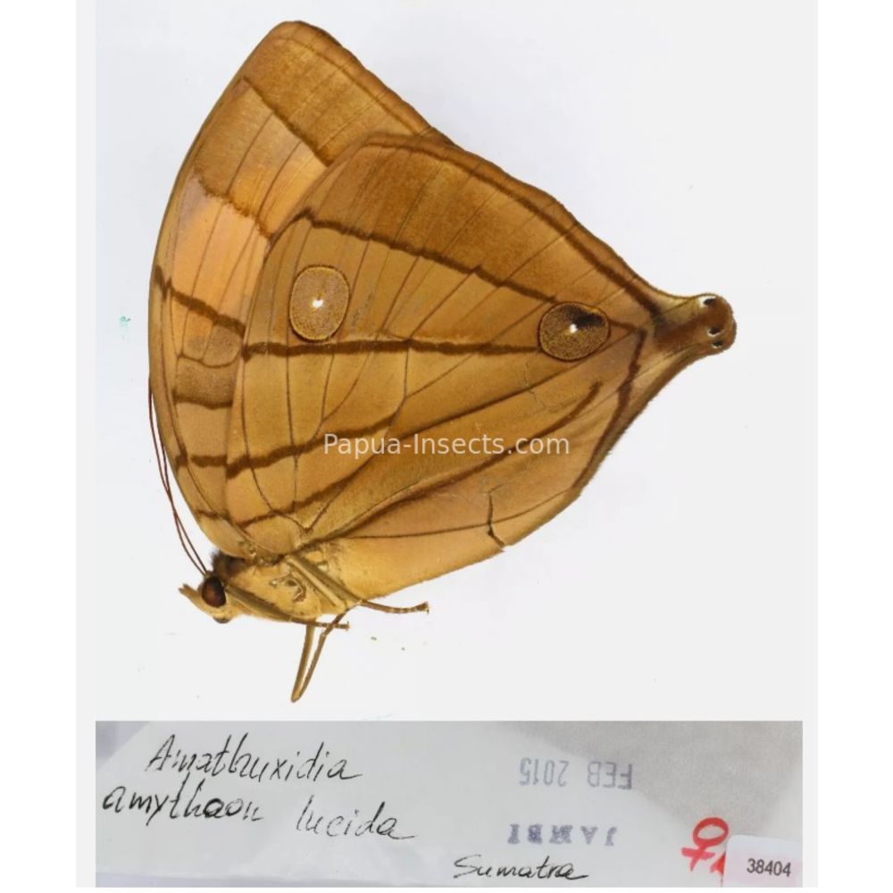 Amathuxidia - Nymphalidae from Indonesia