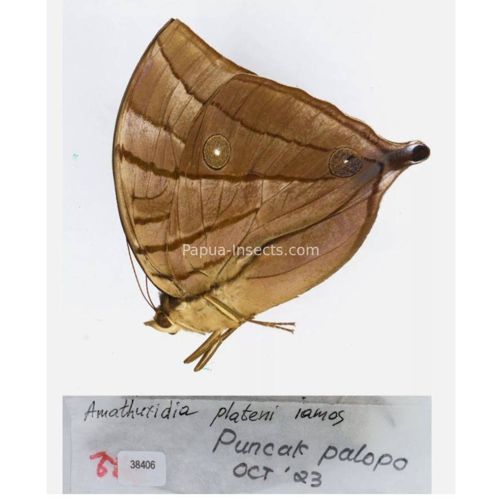 Amathuxidia - Nymphalidae from Indonesia