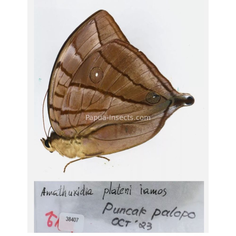 Amathuxidia - Nymphalidae from Indonesia