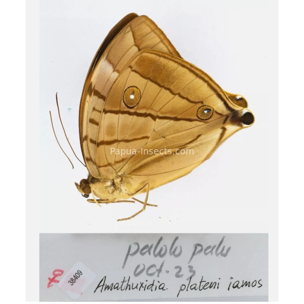 Amathusia Zeuxidia Morphopsis Discophora - Nymphalidae from Indonesia