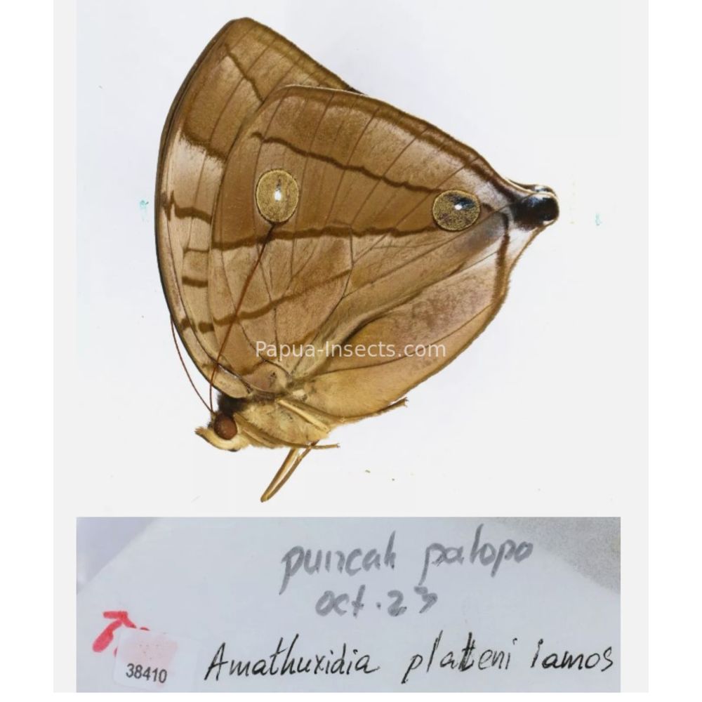 Amathusia Zeuxidia Morphopsis Discophora - Nymphalidae from Indonesia