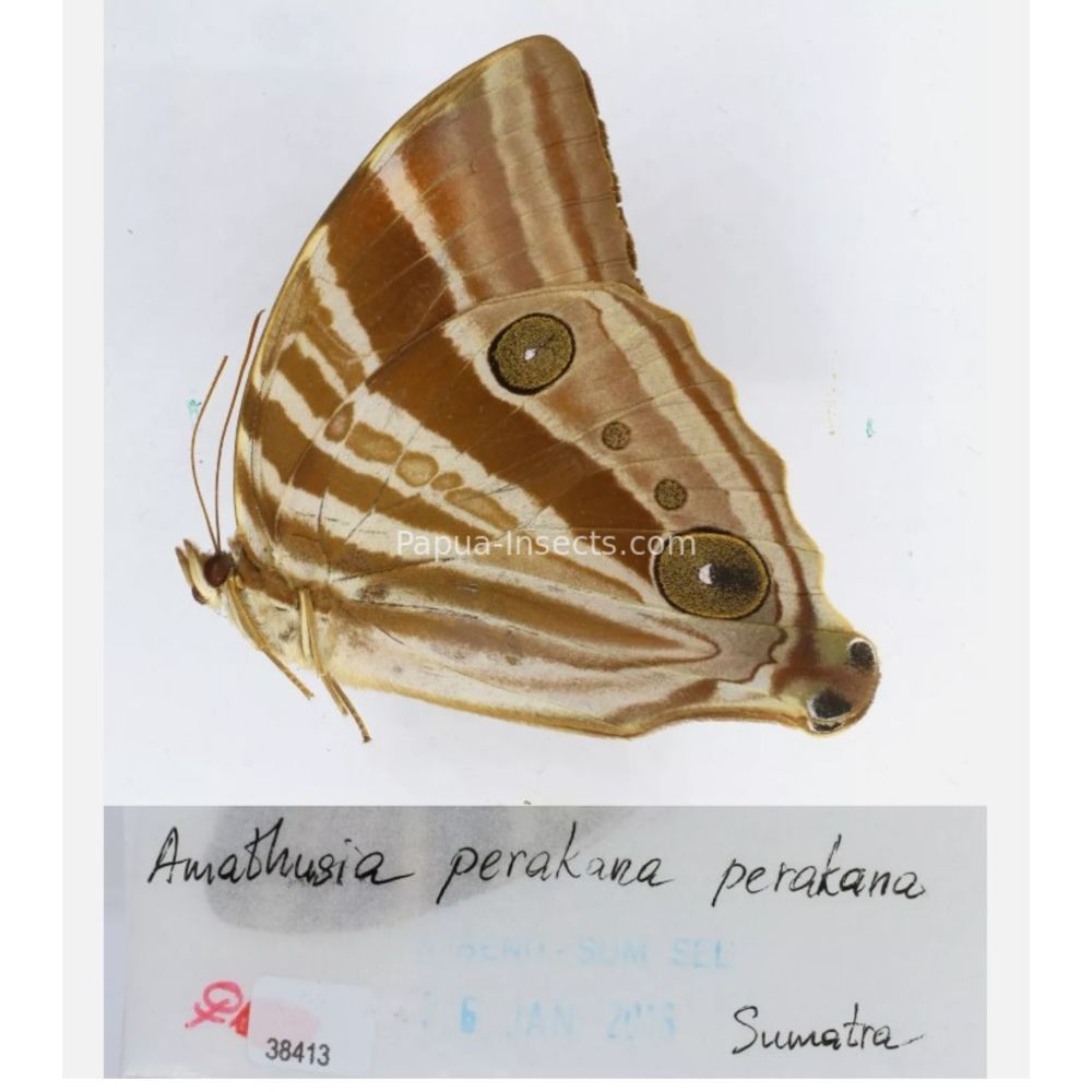 Amathusia Zeuxidia Morphopsis Discophora - Nymphalidae from Indonesia